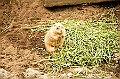 ueno park 28